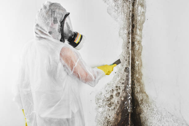 Best Commercial Mold Removal  in Joshua Tree, CA