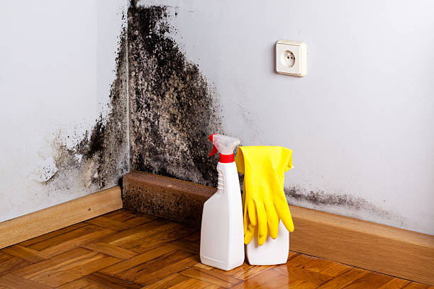 Best Mold Remediation  in Joshua Tree, CA