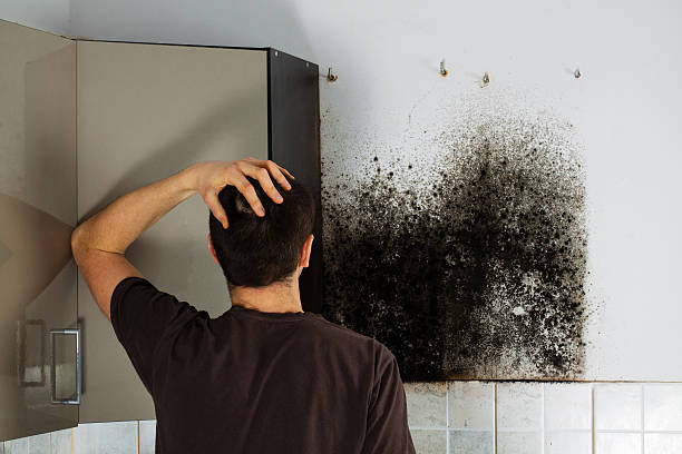 Best Mold Damage Repair  in Joshua Tree, CA