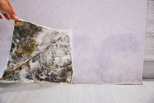 Best Certified Mold Removal  in Joshua Tree, CA